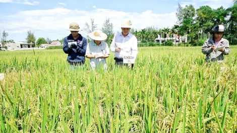 Đồng bằng sông Cửu Long kỳ vọng vào sự đổi mới trong sản xuất lúa gạo (02/4/2017)