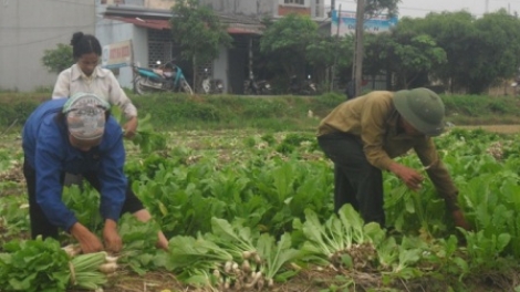 Không sản xuất nếu chưa có hợp đồng tiêu thụ sản phẩm (18/4/2017)