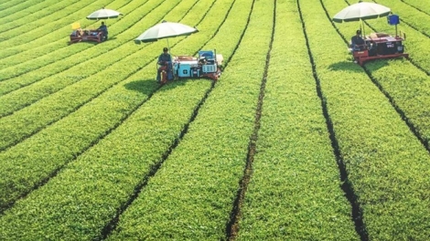 Phát triển nông nghiệp hữu cơ – đừng rơi vào “vết xe đổ” Việt GAP (5/4/2017)