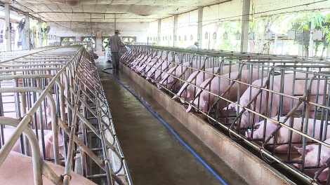 Giá lợn hơi tại Đồng Nai, thủ phủ chăn nuôi của cả nước đang ở mức thấp nhất trong vòng 30 năm qua, dưới mức 25 nghìn đồng một kg (Thời sự chiều 17/4/2017)