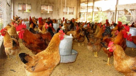 Phát triển chăn nuôi gia cầm bền vững: Đâu là giải pháp? (09/4/2017)