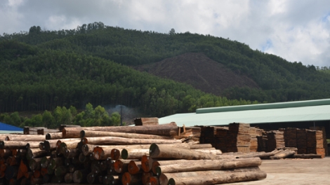 Để liên kết giữa công ty chế biến gỗ và hộ trồng rừng đạt hiệu quả như mong muốn. (28/4/2017)