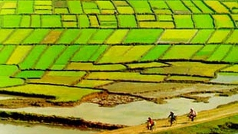Tích tụ ruộng đất: Không làm bằng mọi giá (10/4/2017)