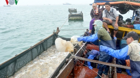 Bồng bềnh nghề sứa ở Cô Tô (7/4/2017)