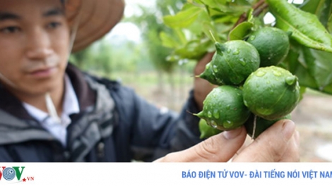 Phát triển cây mắc-ca ở Việt Nam: Không nhanh sẽ mất cơ hội (9/5/2017)