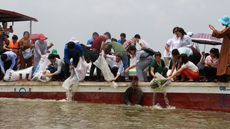 Lễ phóng sinh, tái tạo nguồn lợi thủy sản tại chùa Bồ Đề, Gia Lâm, Hà Nội. (11/5/2017)