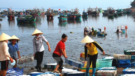 Bộ Nông nghiệp và Phát triển Nông thôn cho biết sẽ không khai thác hải sản tầng đáy tại 4 tỉnh miền Trung trong 6 tháng đầu năm nay (Thời sự đêm 18/5/2017)