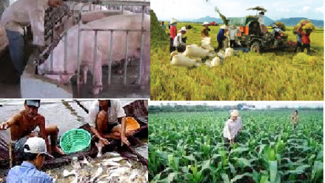 Phóng viên nông nghiệp đồng hành với bà con nông dân (21/6/2017)