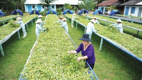 Bảo tồn tri thức bản địa bắt đầu từ sản phẩm sạch (24/6/2017)