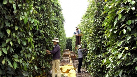 Giá hồ tiêu tại nhiều địa phương giảm xuống thấp nhất trong nhiều năm qua, gây khó khăn cho người trồng tiêu (Thời sự đêm 8/6/2017)