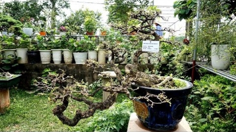 Nghệ nhân cây cảnh nói về triết lý sống hòa thuận với thiên nhiên (15/6/2017)