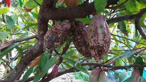Bến Tre: Thịnh - suy cây ca cao trong vườn dừa (15/6/2017)