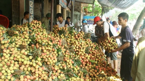 Do mất mùa, sản lượng giảm, vải thiều Bắc Giang đang được bán với giá khá cao. (Thời sự trưa 18/6/2017)