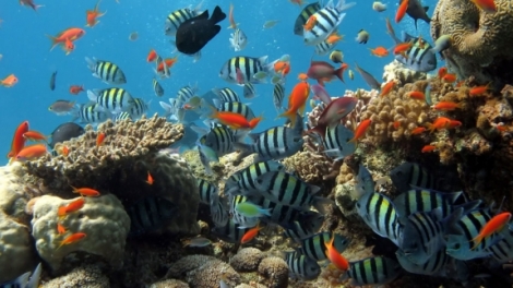 PGS Đoàn Văn Bộ, Khoa khí tượng, thủy văn và hải dương học, Trường Đại học Khoa học Tự nhiên- nhà khoa học say mê với biển cả (12/7/2017)