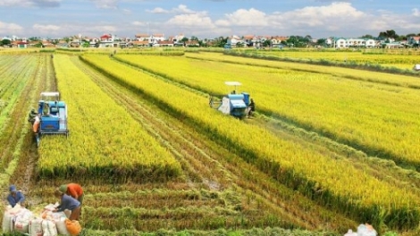 Cần quy hoạch vùng trong tái cơ cấu nông nghiệp (13/7/2017)
