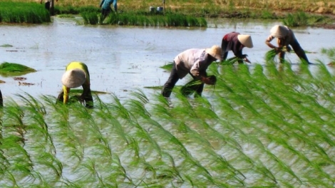 Các biện pháp bảo vệ lúa và hoa màu sau cơn bão số 2 (19/7/2017)