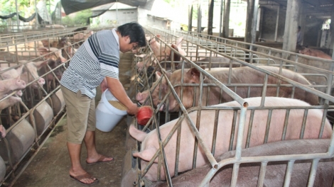 Lợi hơi tăng giá, người chăn nuôi cẩn trọng khi tái đàn (20/7/2017)