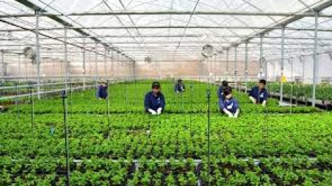 Ứng dụng công nghệ cao đảm bảo tăng trưởng trong nông nghiệp (22/7/2017)