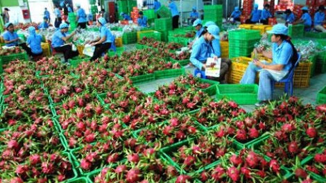 Chuyển từ lượng sang chất- cú huých để nông sản bứt phá (05/7/2017)