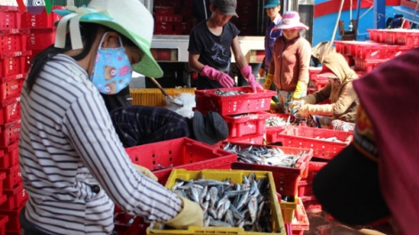 Hỗ trợ Doanh nghiệp nhỏ và vừa để phát triển các cụm liên kết ngành trong chuỗi giá trị khu vực nông nghiệp, nông thôn (5/7/2017)