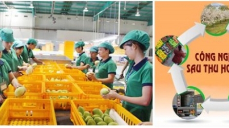 Cần làm gì để phát triển công nghệ bảo quản sau thu hoạch (11/8/2017)