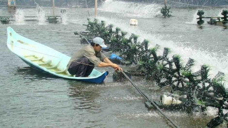 Cà Mau nâng cao chất lượng, hiệu quả và phát triển nghề nuôi tôm bền vững (6/8/2017)