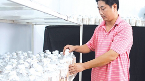 Nguyễn Xuân Kiên và hành trình đưa thương hiệu nấm Việt ra thế giới (22/8/2017)