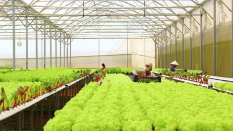 Tín dụng hỗ trợ nông nghiệp công nghệ cao chậm vì “vướng” cơ chế (11/8/2017)
