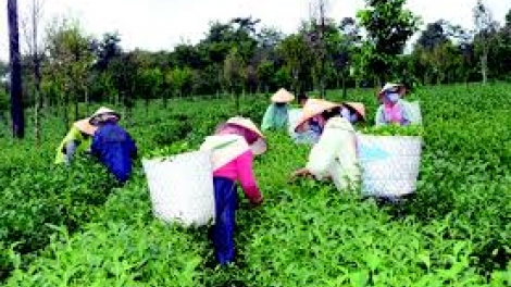 Giải bài toán lao động nông thôn trong thời kỳ công nghiệp hóa, hiện đại hóa (16/8/2017)