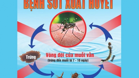 Cục Y tế Dự phòng, Bộ Y tế khuyến cáo người dân đề phòng bình nước tủ lạnh, chậu lau nhà cũng có lăng quăng gây sốt xuất huyết (Thời sự chiều 11/8/2017)