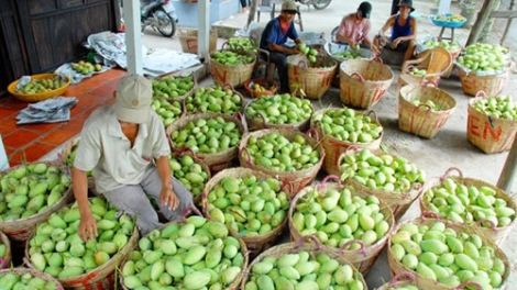 Xuất khẩu xoài sang Úc, mở đường cho trái cây Việt (24/8/2017)