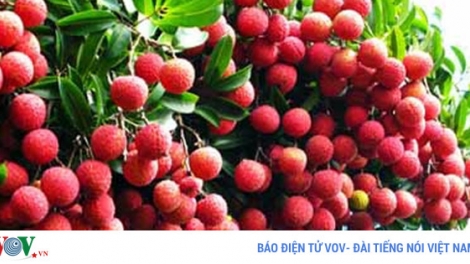 Lại một vụ vải thiều nghìn tỷ (4/8/2017)