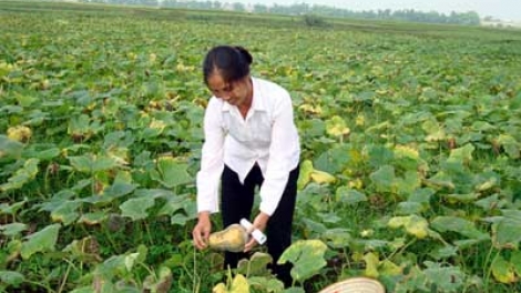 Vĩnh Phúc: Nhiều cách làm sáng tạo trong chuyển đổi cơ cấu cây trồng, vật nuôi (15/8/2017)