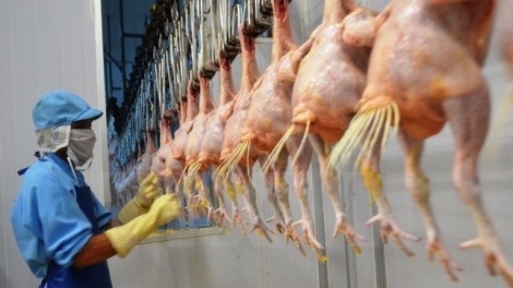 Ngày mai, tại Long An, Bộ Nông nghiệp và Phát triển nông thôn sẽ tổ chức xuất lô gà thịt chế biến đầu tiên sang thị trường Nhật Bản, thông qua cảng biển quốc tế Long An (8/9/2017)