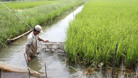 Biến đổi khí hậu: Đồng bằng sông Cửu Long cần giải pháp phát triển bền vững (8/9/2017)