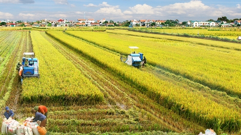 Cần cơ chế hấp dẫn để thu hút doanh nghiệp đầu tư vào nông nghiệp (20/9/2017)
