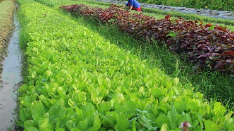 Sản xuất nông nghiệp hữu cơ ở Việt Nam: Đụng đâu khó đấy (19/9/2017)
