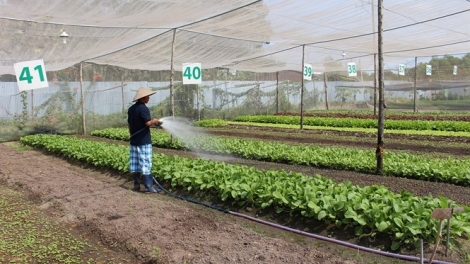 Nông nghiệp hữu cơ: Liên kết sản xuất để phát triển thị trường ổn định (7/1/2018)