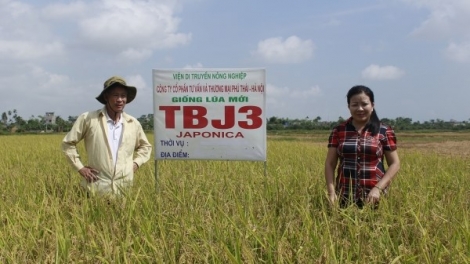 Kỹ thuật trồng và chăm sóc lúa Japonica chất lượng cao  (10/01/2018)