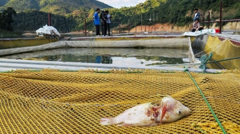 Điện Biên di chuyển gấp các bè nuôi cá lồng sau sự cố vỡ bể chứa chất thải nhà máy sắn  (18/01/2018)