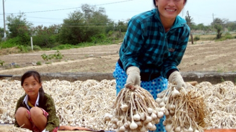 Hành trình xây dựng thương hiệu tỏi Phan Rang ở Ninh Thuận (5/1/2018)