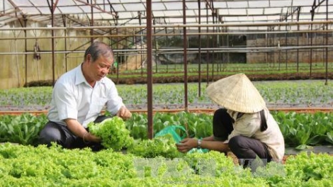Hợp tác xã kiểu mới nhưng vẫn vướng khó cũ (22/1/2018)