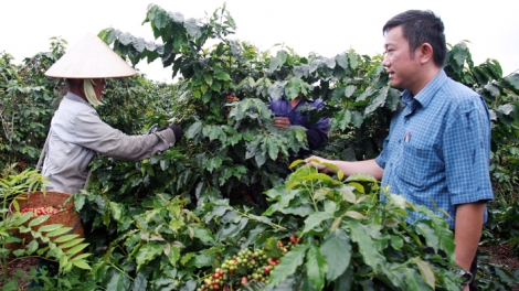 Giải pháp phát triển cà phê bền vững vùng Tây Bắc (26/1/2018)