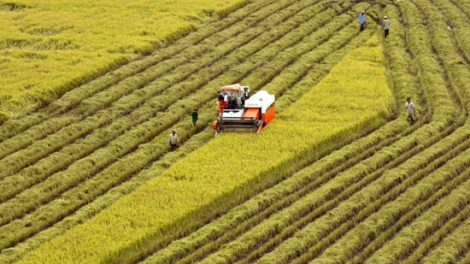 Năm 2018: Khuyến khích tập trung, tích tụ ruộng đất để sản xuất, kinh doanh tập trung quy mô lớn, nông nghiệp công nghệ cao (11/1/2018)