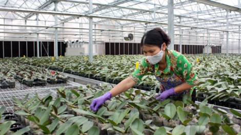 Ứng dụng khoa học và công nghệ trong nông nghiệp: Vẫn chậm đổi mới (17/10/2018)