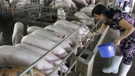 Giải pháp để ngành chăn nuôi phát triển bền vững (23/10/2018)