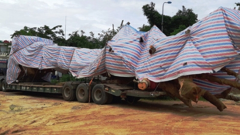 Những bất cập trong việc quản lý và xử phạt đối với các xe siêu trường siêu trọng (8/10/2018)