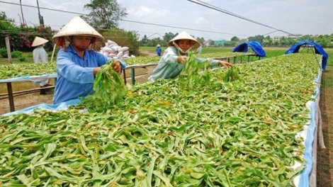 Phát triển nền dược liệu sạch của Việt Nam (18/10/2018)