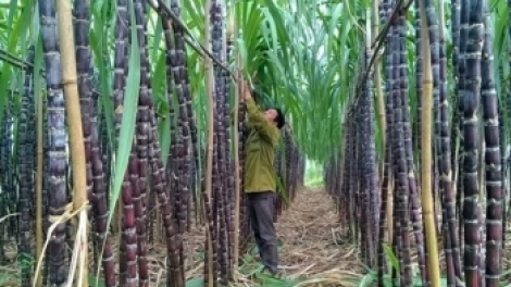 Giải pháp để phát triển cây mía bền vững tại khu vực miền núi phía Bắc (11/10/2018)