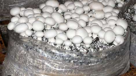 Tư vấn cách trồng nấm rơm hiệu quả (3/11/2018)